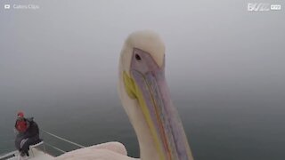 Quando un selfie si trasforma nel pranzo del pellicano