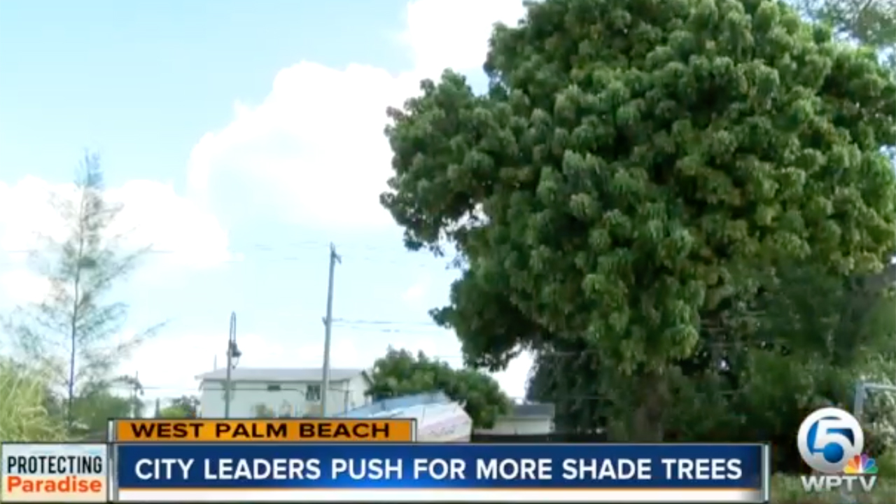 City leaders push for more shade trees