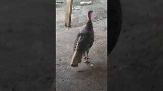 COQ LE TURKEY WALKS