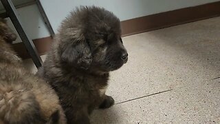 7 week Noble Bears at the vet. Caucasian Ovcharka, Tibetan Mastiff & Akita