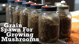 How to Make Grain Spawn For Growing Mushrooms