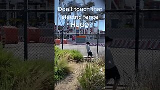 Don’t touch that electric fence HUGO #funnyvideos #funnyshorts #funnyvideos2023