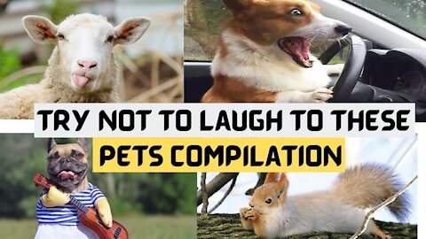 Try Not To Laugh To These Pets Compilation 2021