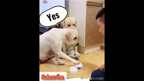 Funny Dogs Reaction-1