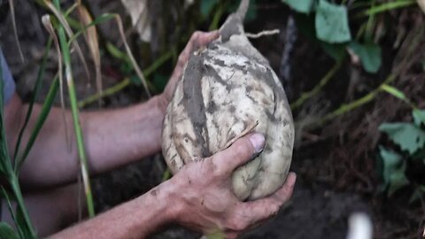 How We Get Fast Yields in Our Grocery Row Garden