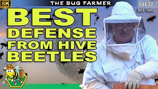 Best Defense Against Hive Beetles. The benefit of strong hives. #8K #bees #beekeeping