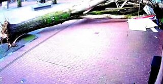 Mom and baby miraculously escape falling tree