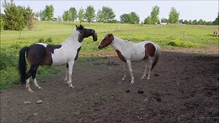 Horses That Love To Play