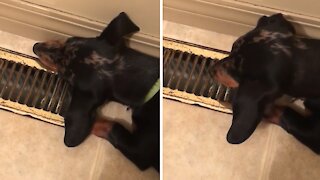 Puppy loves to put his face against the vent