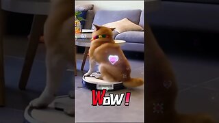 Cute puppy having fun on Roomba