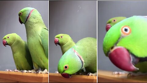 Parrot Can't stop moving his head up and down