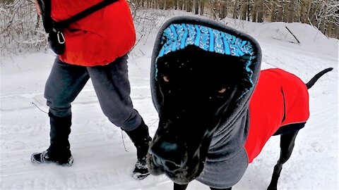 Great Dane puppy wears comical bonnet for frigid forest treks