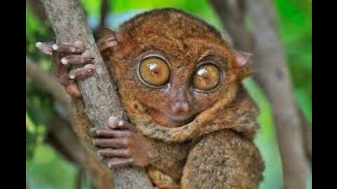 First time to saw a real Tarsiers in Bohol, Philippines