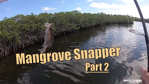 Mangrove Snapper & Bait in Key Largo Bay. Catch and Cook Part 2/2