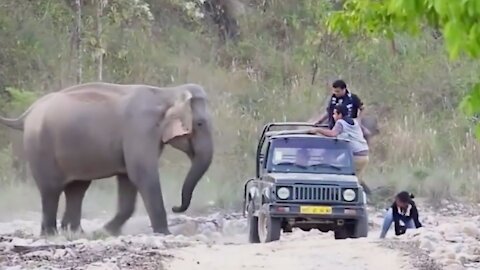 Car vs Elephant and Elephant gone Wild