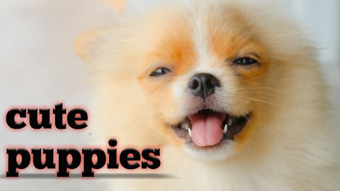 #The_Loveliest_Animals cute puppies, funny baby dogs, cute and funny puppy video, cute dog video