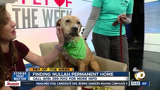 Pet of the Week: Nullah