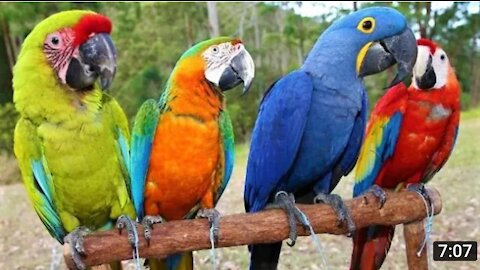 Parrot Talking - Smart And Funny Parrots Video _1 _ Pets Town(1080P_HD)