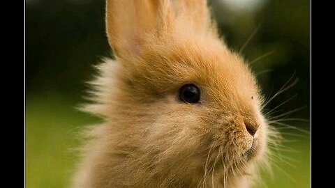 "Adorable RabbitEnjoyingSmallTomatoes