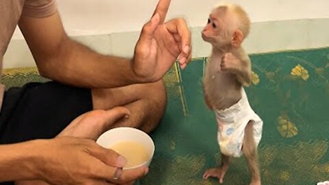 Good Dad teaches lovely baby monkey way of Monkey YoYo Jr Monkey Animal 088