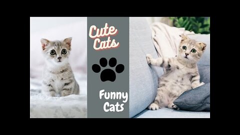 Beautiful cute and funny cats 2022😻