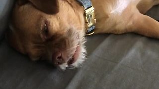 Dreaming Dog Experiences Zombie Transformation