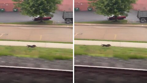 Very Fast Pup Races The Train Every Single Morning