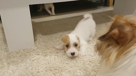 Jack Russell father plays with his puppies