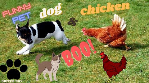 ||Funny Video compilation ||🤣😂🤣 Chicken and dog funny fight😡