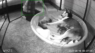 Puppy cam!