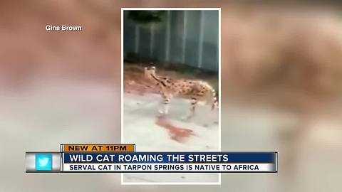 Wild African cat seen roaming Tarpon Springs neighborhood