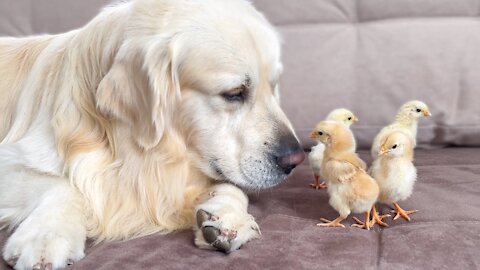 What does a Golden Retriever do when sees Baby Chicks / Funny Animals