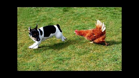 Chicken vs Dog Fight!😱😱