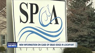 New information on case of dead dogs in Lockport: not beaten & bruised but maybe poisoned