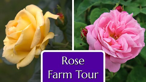 Rose Farm Tour Late Spring in the Fraser Valley