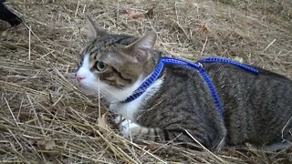 Kitten Moves Carefully through the Grass