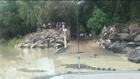 Des crocodiles envahissent une route inondée en Australie