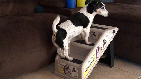 Funny Dog Can't Quite Figure Out How To Use Personal Stairs