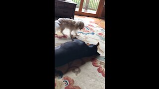 Puppy versus Doberman￼
