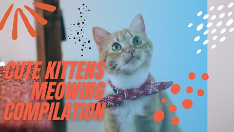 Cute kittens meowing compilation