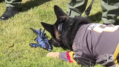 'Knight' the K9 officer has an appetite for toy sharks