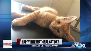 International Cat Day