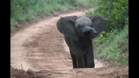 Un tenero elefantino invade un giardino in India