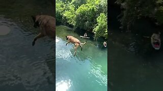 Bridge Jumping Dog!