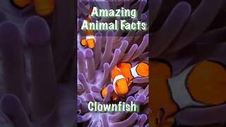 Discovering Clownfish Facts! 🐠🌊 #MarineLife #UnderwaterWorld