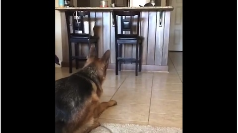 Cat Loves Teasing Dog In A Game Of Hide And Seek