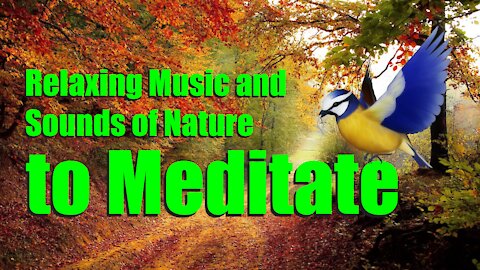 Relaxing Music and Sounds of Nature to Meditate