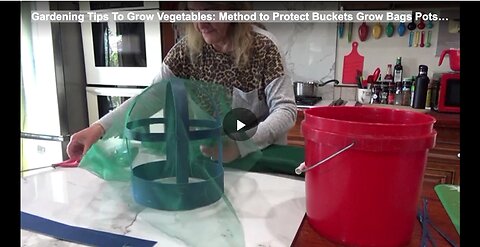 Gardening Tips To Grow Vegetables: Method to Protect Buckets Grow Bags
