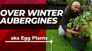 How To Overwinter Aubergines - Overwintering Eggplant