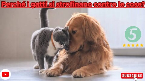 Perché i gatti si strofinano contro le cose?